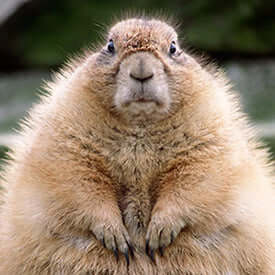 Groundhog Day
